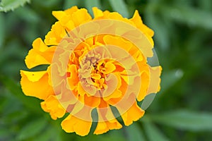Flower with orange blossom