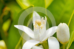 Flower orange blossom in spring in pollinating photo