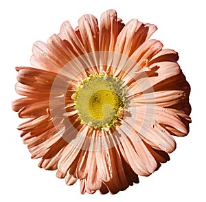 Flower orange Chamomile on white isolated background with clipping path. Daisy orange-yellow with droplets of water for design. C