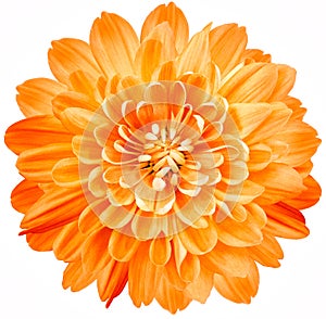 Flower orange chrysanthemum. Flower isolated on a white background. No shadows with clipping path. Close-up.