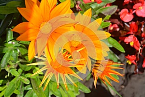 flower, orange, flower bud, burgeon, sunflower, green, summer, flowers, petal, flora, agriculture, macro, daisy, design, textured photo