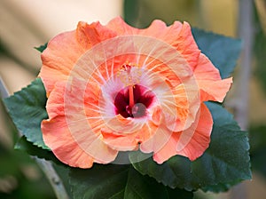 Flower orange Hibiscus - Chinese rose