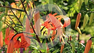 Flower orange lily, Lilium lancifolium