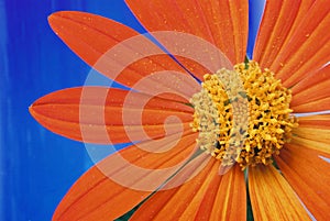 Flower and Orange Petals