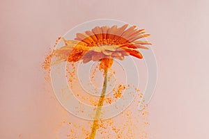 Flower with orange powder on pink background. Explosion cloud. Colorful dust explode. Power energy.