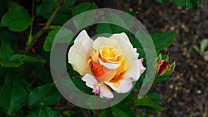 Flower of orange rose in garden on a bush, close-up, selective focus, shallow DOF