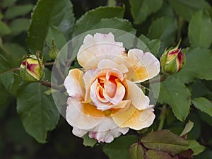 Flower of orange rose in garden on a bush, close-up, selective focus, shallow DOF