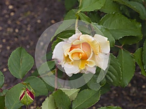 Flower of orange rose in garden on a bush, close-up, selective focus, shallow DOF