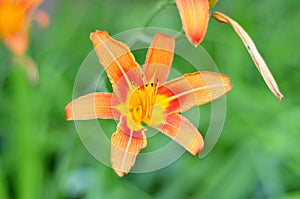 Flower of orange royal lily photo