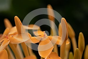Flower orange spermatozoid shape yellow black background