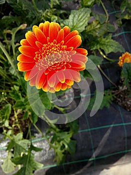 Flower orange very beautiful