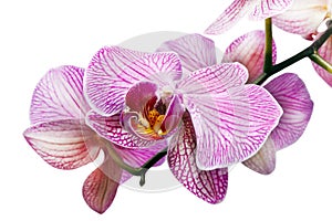 Flower of orchid