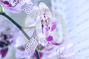 Flower of orchid against a window with venetian blinds. Macro image with shallow depth of focus.