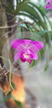 Flower orchid bossom photo