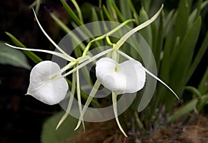 Flower Orchid Brassavola