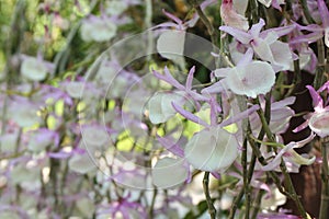 Flower orchid of Dendrobium primulinum, Tropical flower.