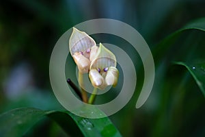 Flower of the orchid Maxillaria egertoniana