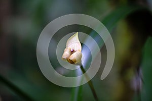 Flower of the orchid Maxillaria egertoniana