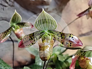 Blume aus Orchidee 