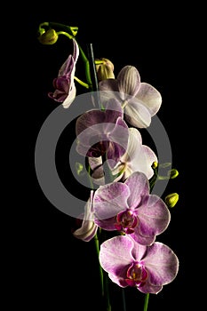 Flower Orchid Phalaenopsis Black Background/ Phalanx`s, Phalanxes, Fluency`s, Flounces, Flounce`s