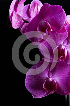 Flower Orchid Phalaenopsis Black Background/ Phalanx`s, Phalanxes, Fluency`s, Flounces, Flounce`s