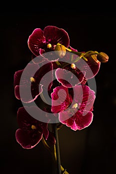 Flower Orchid Phalaenopsis Black Background/ Phalanx`s, Phalanxes, Fluency`s, Flounces, Flounce`s