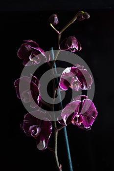 Flower Orchid Phalaenopsis Black Background/ Phalanx`s, Phalanxes, Fluency`s, Flounces, Flounce`s