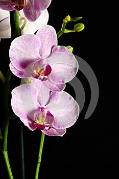 Flower Orchid Phalaenopsis Black Background/ Phalanx`s, Phalanxes, Fluency`s, Flounces, Flounce`s