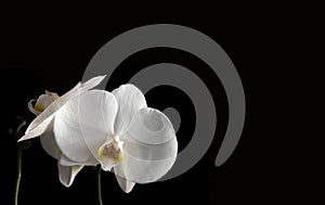 Flower Orchid Phalaenopsis Black Background/ Phalanx`s, Phalanxes, Fluency`s, Flounces, Flounce`s