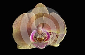 Flower Orchid Phalaenopsis Black Background/ Phalanx`s, Phalanxes, Fluency`s, Flounces, Flounce`s