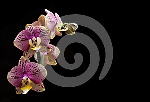 Flower Orchid Phalaenopsis Black Background/ Phalanx`s, Phalanxes, Fluency`s, Flounces, Flounce`s