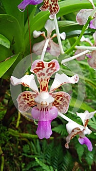 flower orchid plant cibodas cipanas indonesia photo