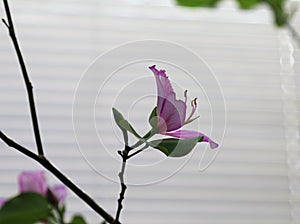 Flower of the orchid tree Bauhinia variegate