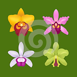 Flower orchid. Vector illustration