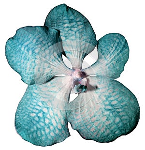 Flower Orchid white-turquoise. isolated on white background with clipping path. Closeup. Motley brindle big flower.