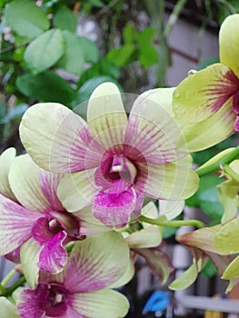 Flower (Orchidaceae or Orchid Flower)