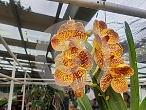 Flower (Orchidaceae or Orchid Flower)