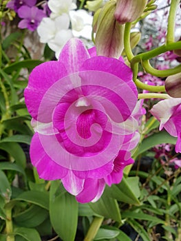 Flower (Orchidaceae or Orchid Flower)