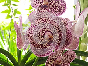 Flower (Orchidaceae or Orchid Flower)