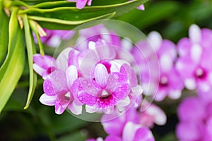 Flower (Orchidaceae or Orchid Flower)