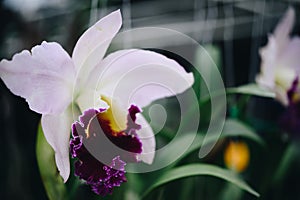 Flower (Orchidaceae, Orchid Flower) purple pink