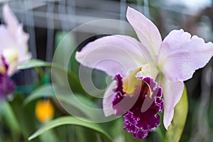 Flower (Orchidaceae, Orchid Flower) purple pink