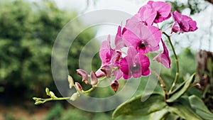 Flower (Orchidaceae, Orchid Flower) purple pink