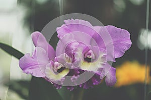 Flower (Orchidaceae, Orchid Flower) purple pink