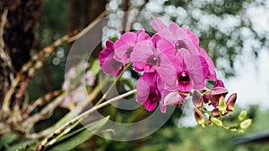 Flower (Orchidaceae, Orchid Flower) purple pink