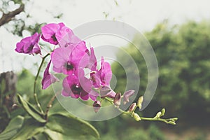 Flower (Orchidaceae, Orchid Flower) purple pink