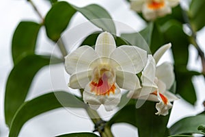 Flower (Orchidaceae, Orchid Flower) white orange