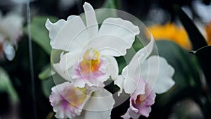 Flower (Orchidaceae, Orchid Flower) white purple
