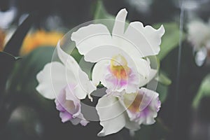 Flower (Orchidaceae, Orchid Flower) white purple