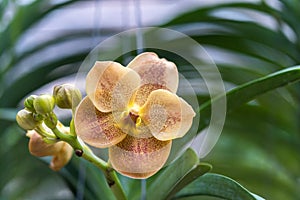 Flower (Orchidaceae, Orchid Flower) yellow orange